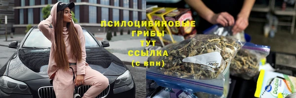гашик Алексин